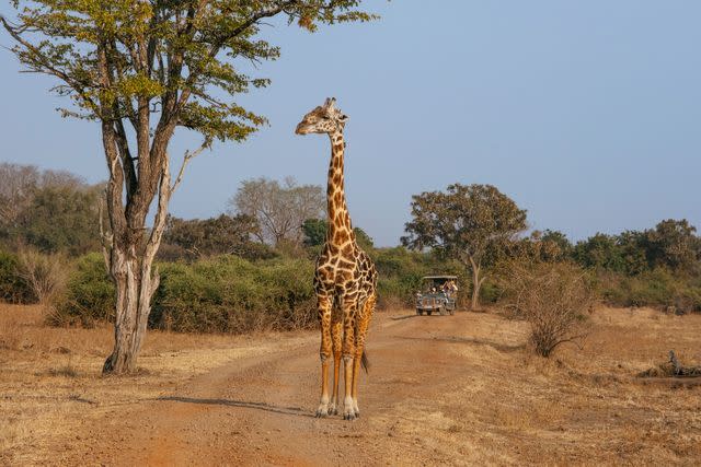 <p>Khadija Farah</p> Giraffe-spotting in South Luangwa National Park.