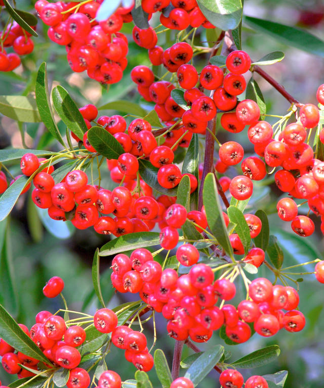 Are Pyracantha Berries Poisonous?