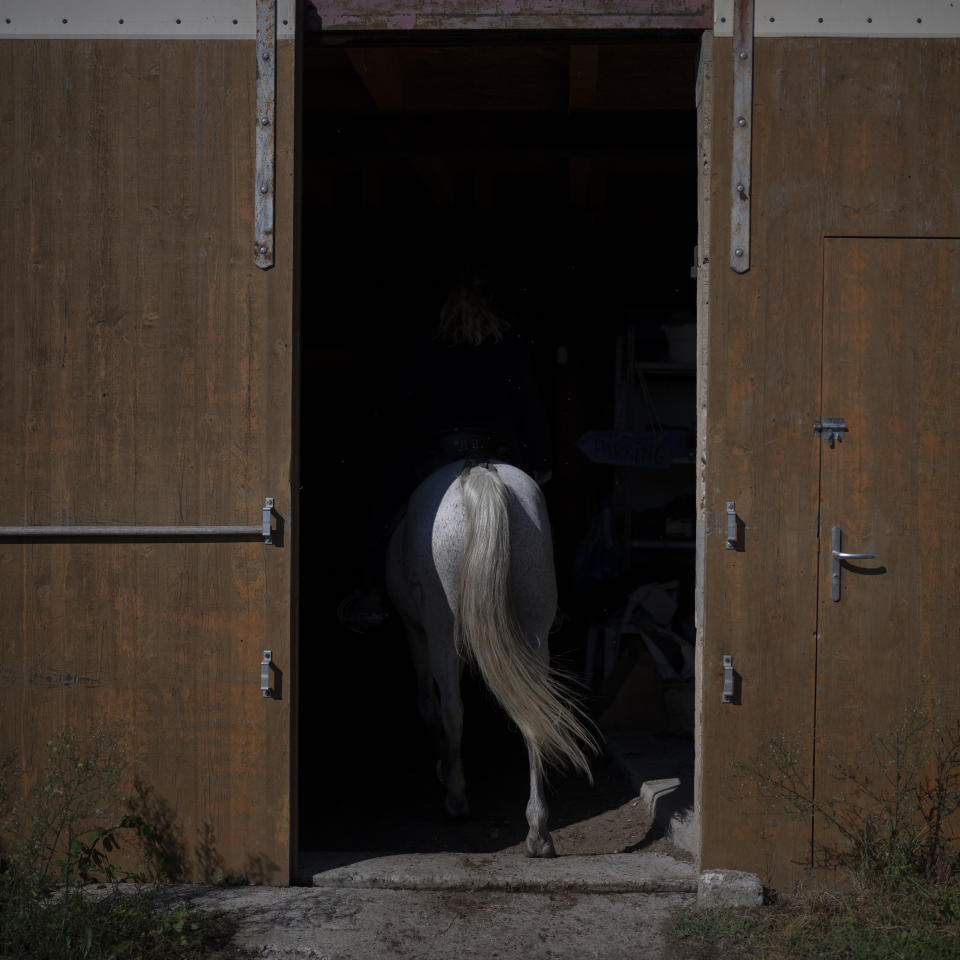 A Camargue horse is taken into a barn at Raynaud's ranch in Camargue, southern France, Sept. 25, 2022. (AP Photo/Daniel Cole)