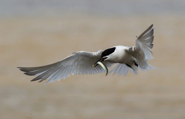 A sandwich tern, one of a number of rare seabirds whose habitats will be protected  (Natural England/PA)