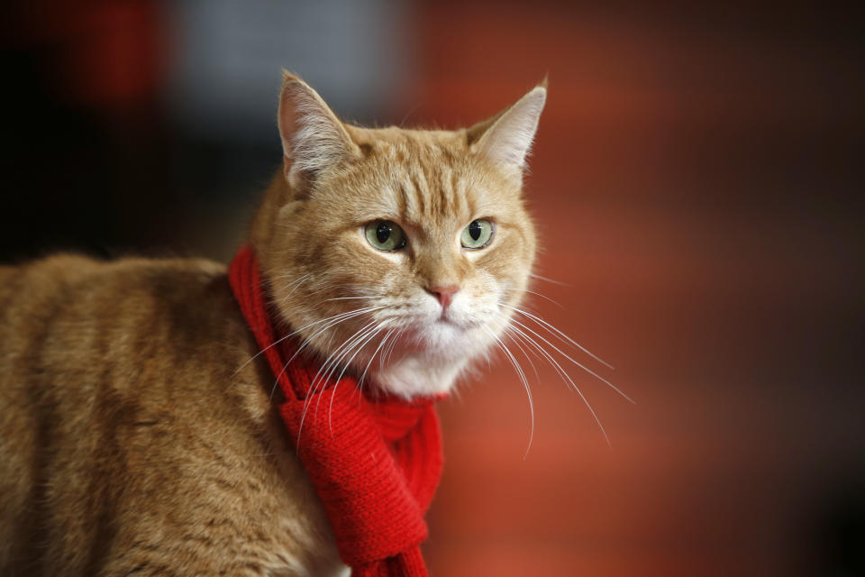 ARCHIVO – En esta fotografía de archivo del 3 de noviembre de 2016 el gato Bob llega al estreno de la película “A Street Cat Named Bob” en Londres. Bob, el gato cuya relación con el adicto en recuperación James Bowen inspiró el libro y la película "A Street Cat Named Bob", murió de al menos 14 años, informó la editorial Hodder & Stoughton el 16 de junio de 2020. (Foto AP/Alastair Grant, archivo)