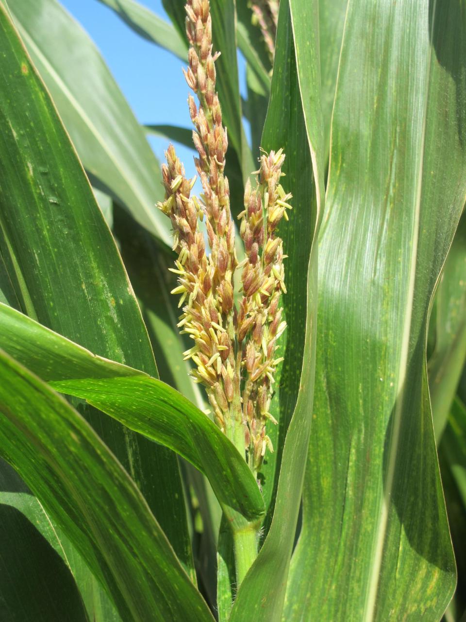 In this April 16, 2014 photo, a tassel of corn grows in a field on Pioneer Hi-Bred International land in Waialua, Hawaii. The nation’s leading corn seed companies have farms in Hawaii, but their fields have become a flash point in a spreading debate over genetic engineering in agriculture. (AP Photo/Audrey McAvoy)