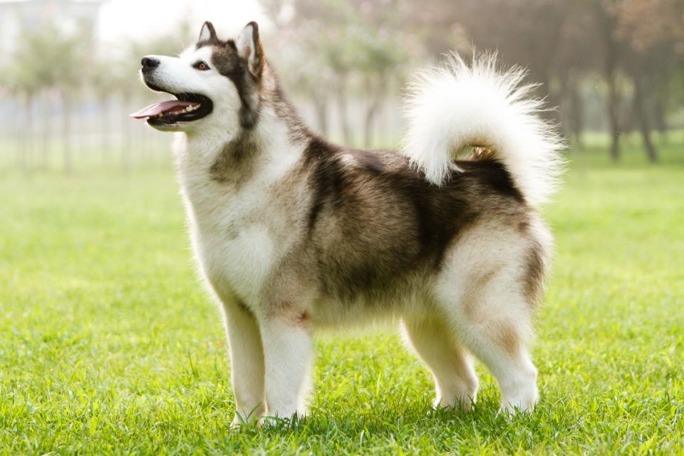 Alaska: Alaskan Malamute