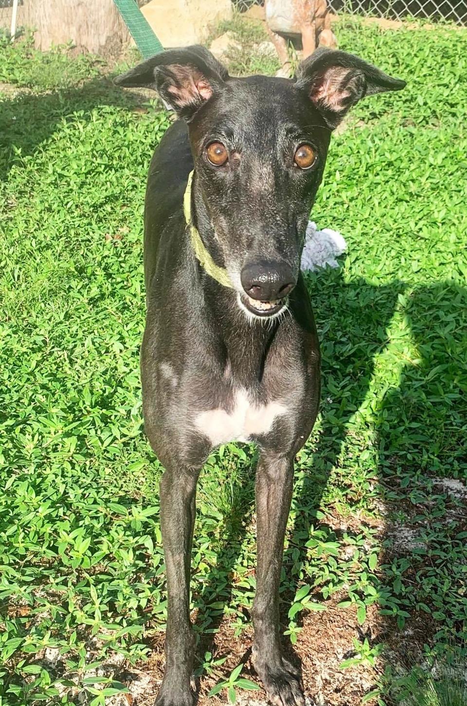 Fiesta is one of the greyhounds that Audrey Tezyk adopted from Hollydogs. Tezyk says she loves the friendly dog she adopted in September 2020.
