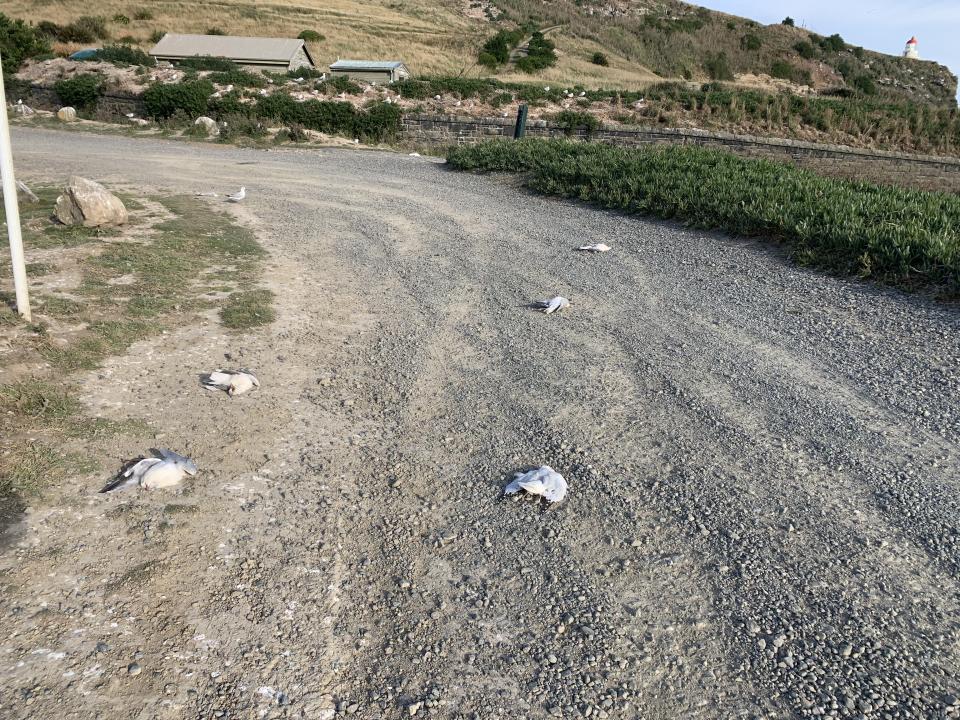 Dead gulls on the road next to Royal Albatross Centre car park