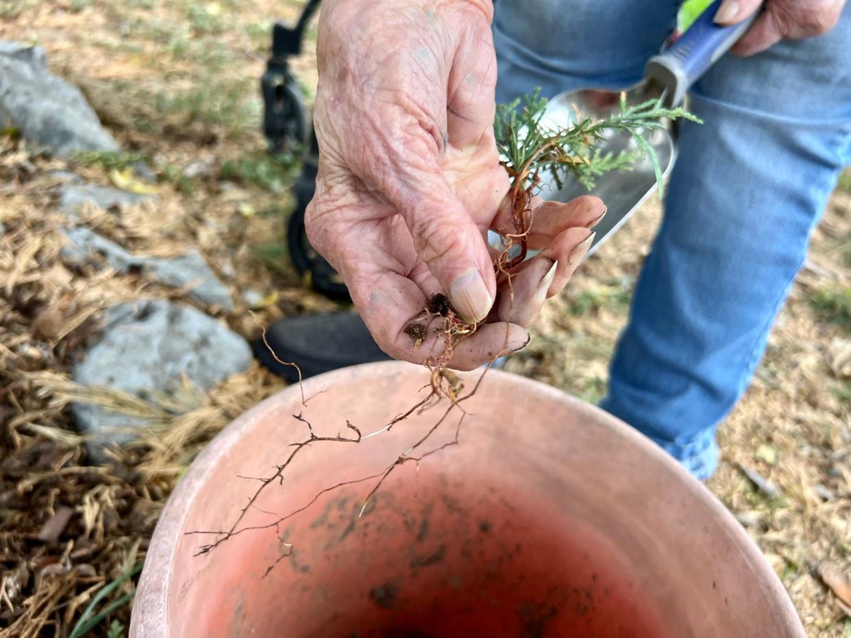 Lorene Bartell of Salem was planning, and is still hoping, to give away 95 Port Orford cedar seedlings in honor of her 95th birthday.