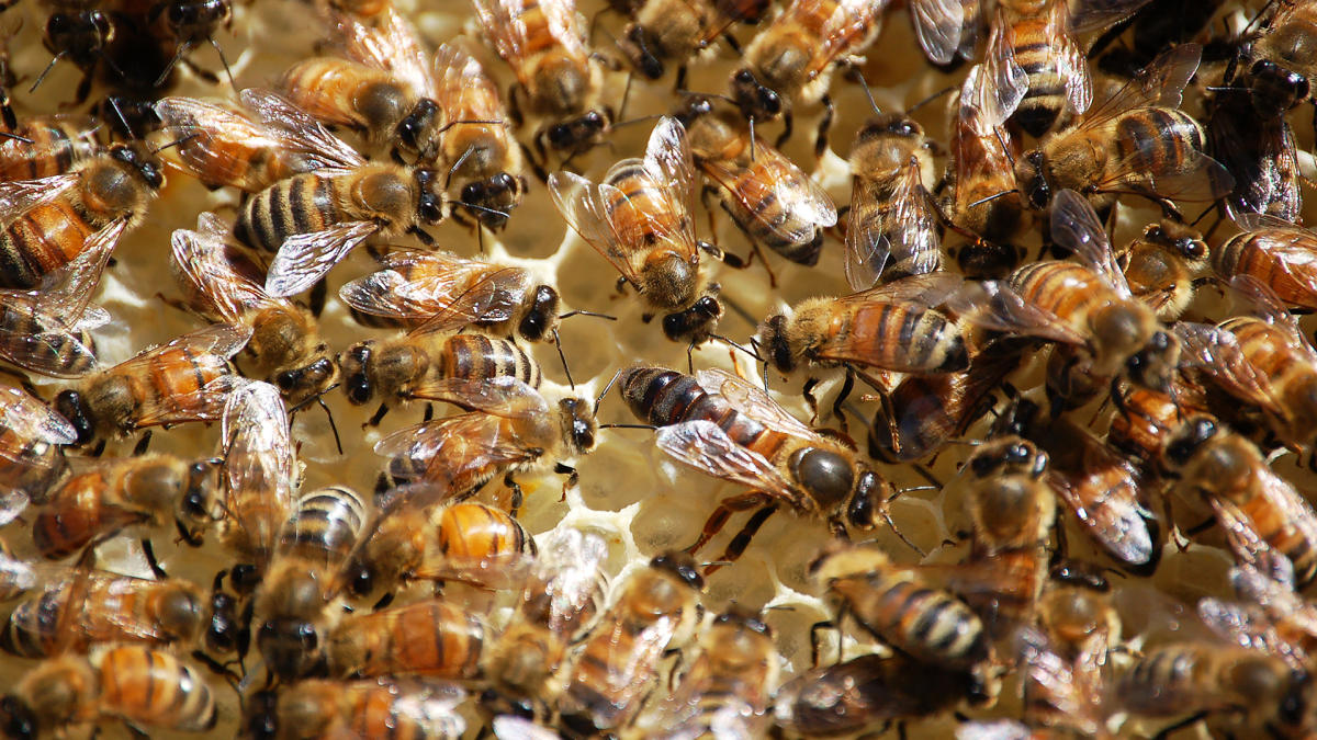 Six People Stung to Death by Killer Bees After Bus Crashes Into Hives