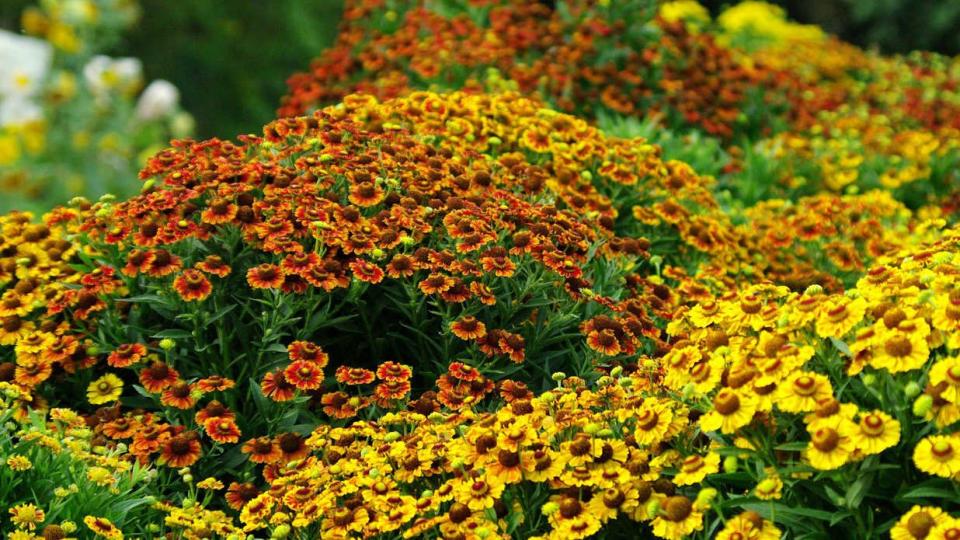 27 Fall Plants For Brilliant Seasonal Color