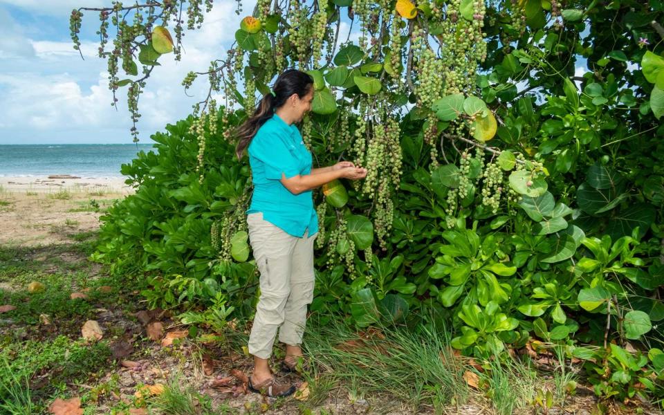 <p>Marcela stops to pick a few sea grapes from a coccoloba uvifera tree. The juicy and bitter fruit grows naturally around the resort and in the Caribbean; the casual poolside restaurant on the property near Casa Grande is named after the local fruit.</p>