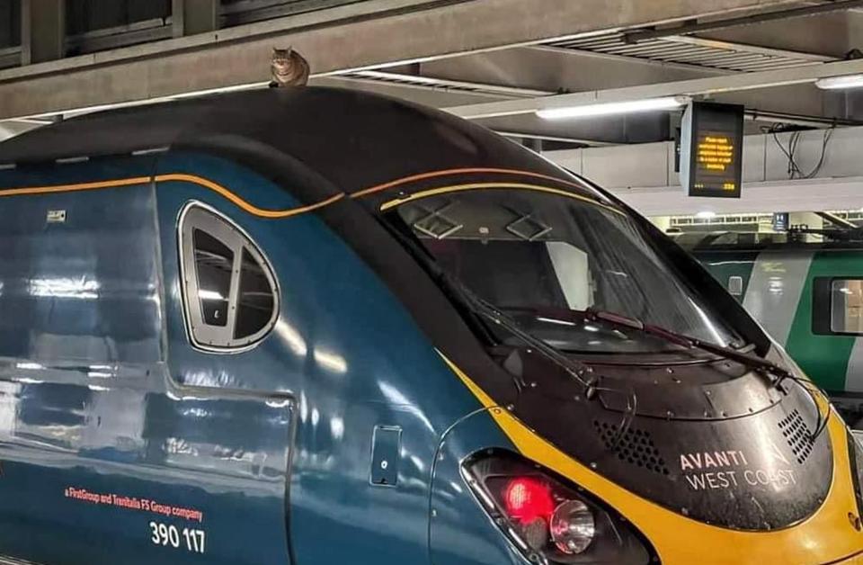<p>The cat on top of an Avanti West Coasttrain in Euston Station</p> (PA)