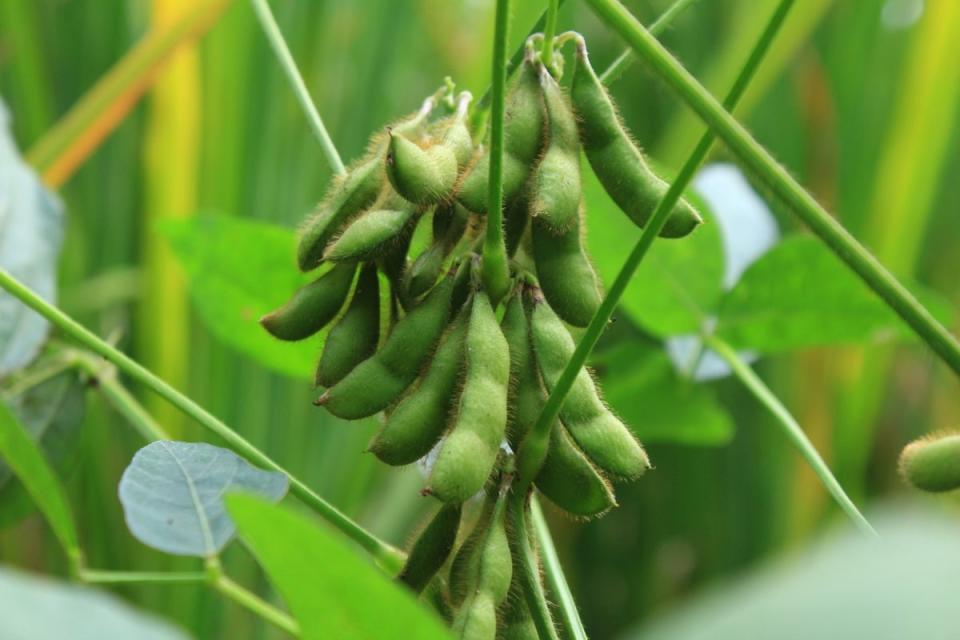 An edamame plant with a cluster of fuzzy soy beans growing on it.