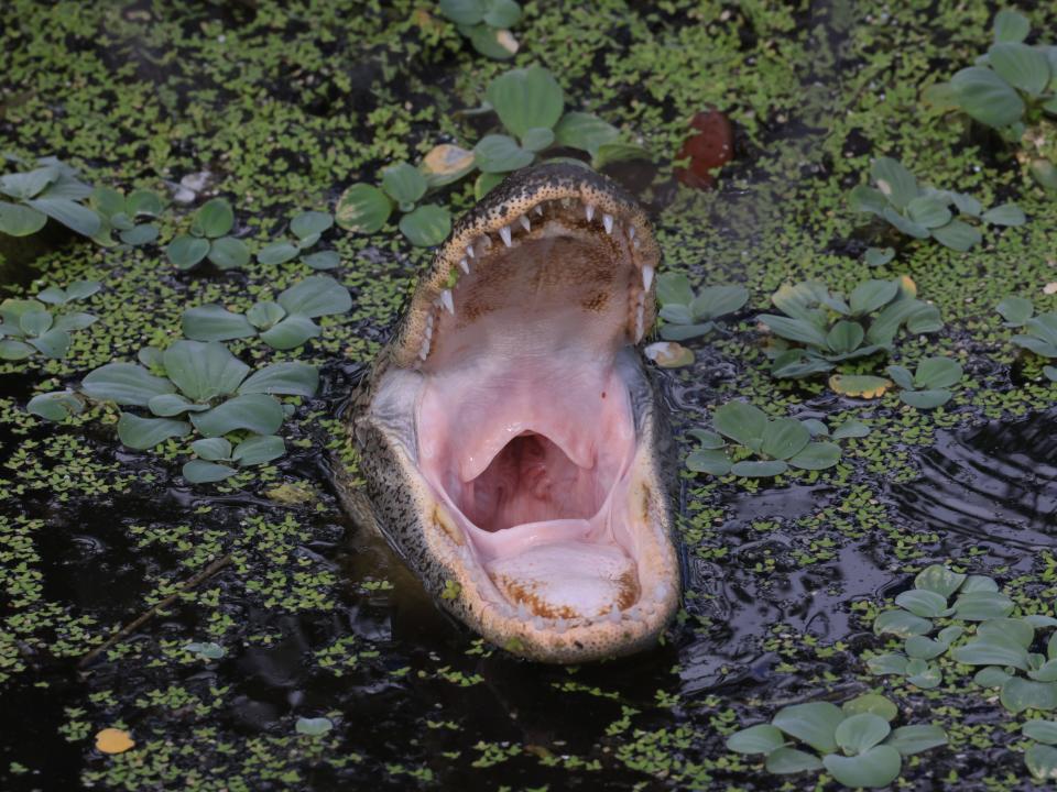 An alligator populates the Wakodahatchee Wetlands on June 27, 2022 in Delray Beach, Florida