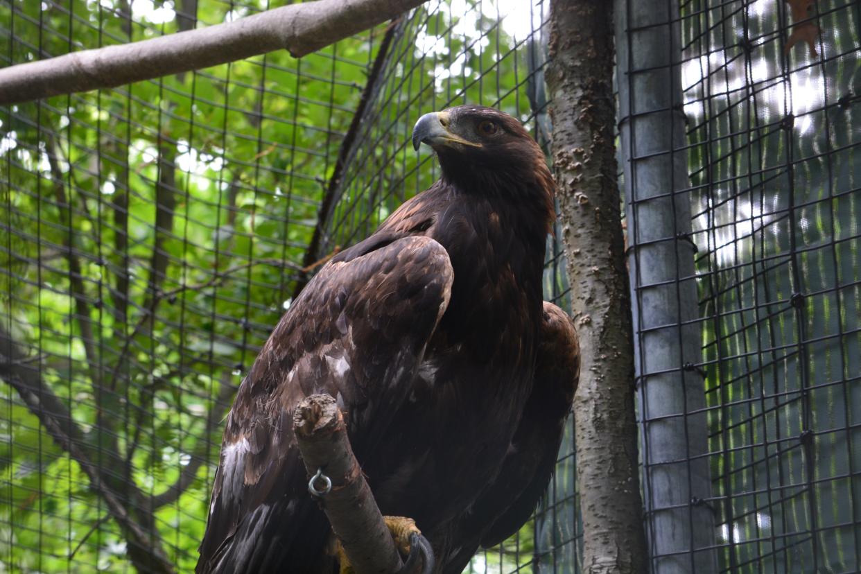 The golden eagle was brought from Wyoming's Teton Raptor Center in May, and is now living with the EcoTarium's resident bald eagle, Dianne.