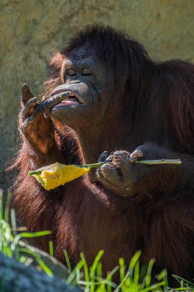將鳳梨打碎，插入木棍後凍成果泥冰棒，紅毛大猩猩很方便地拿著猛啃，吃完後還要吮指回味。（六福村提供）