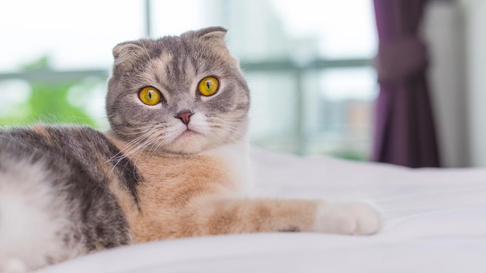 close up portrait of a Scottish fold cat on bed looking at camera