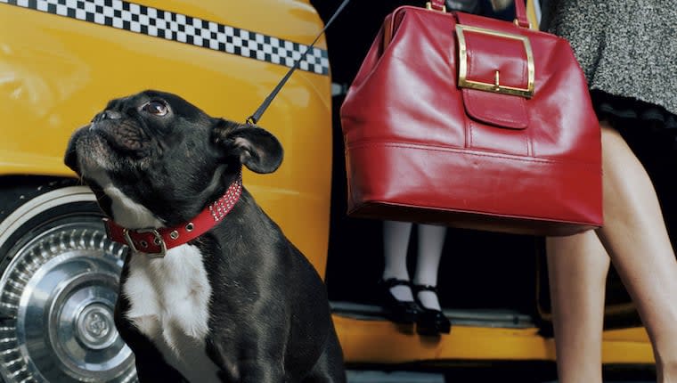 Meet Dogxi: The Taxi for Dogs