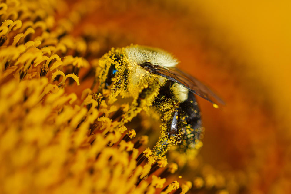 Close up of a bee covered with pollen while pollinating a sunflower