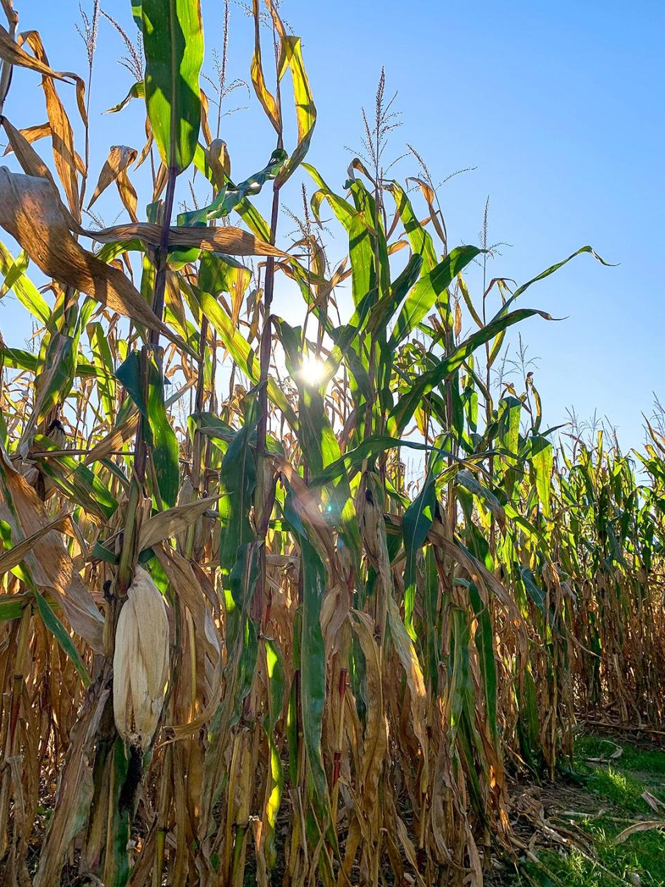 A corn maze at Wright's Family Farm in Warwick on Wednesday, October 20, 2021. 
