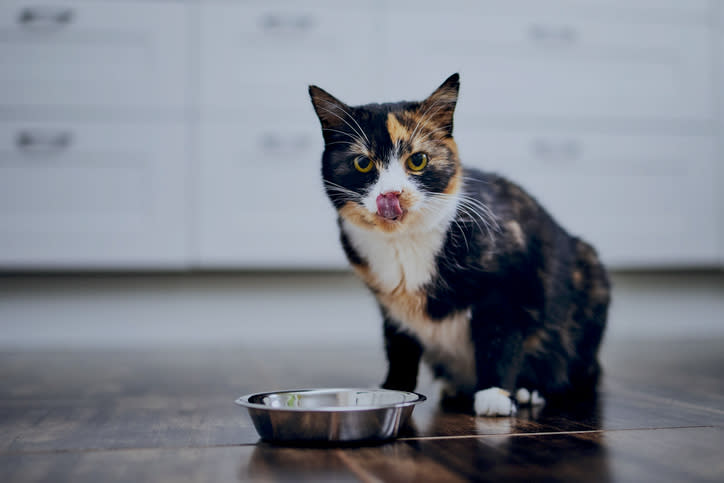 A cat sits next to a pet food dish, licking its lips in a kitchen with white cabinets in the background