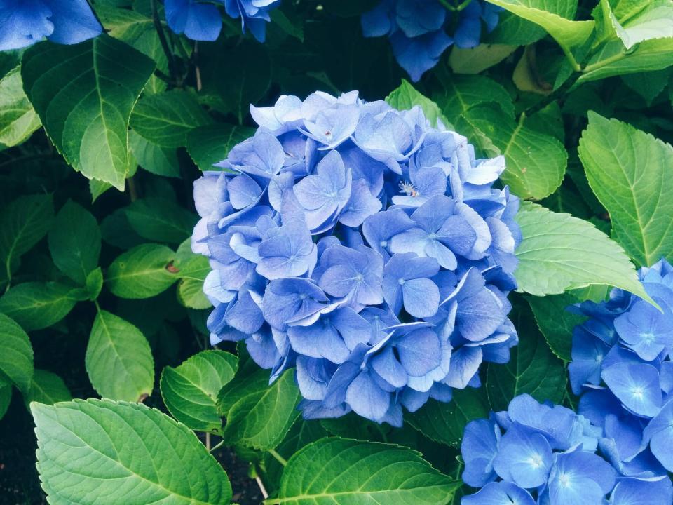 blue hydrangeas