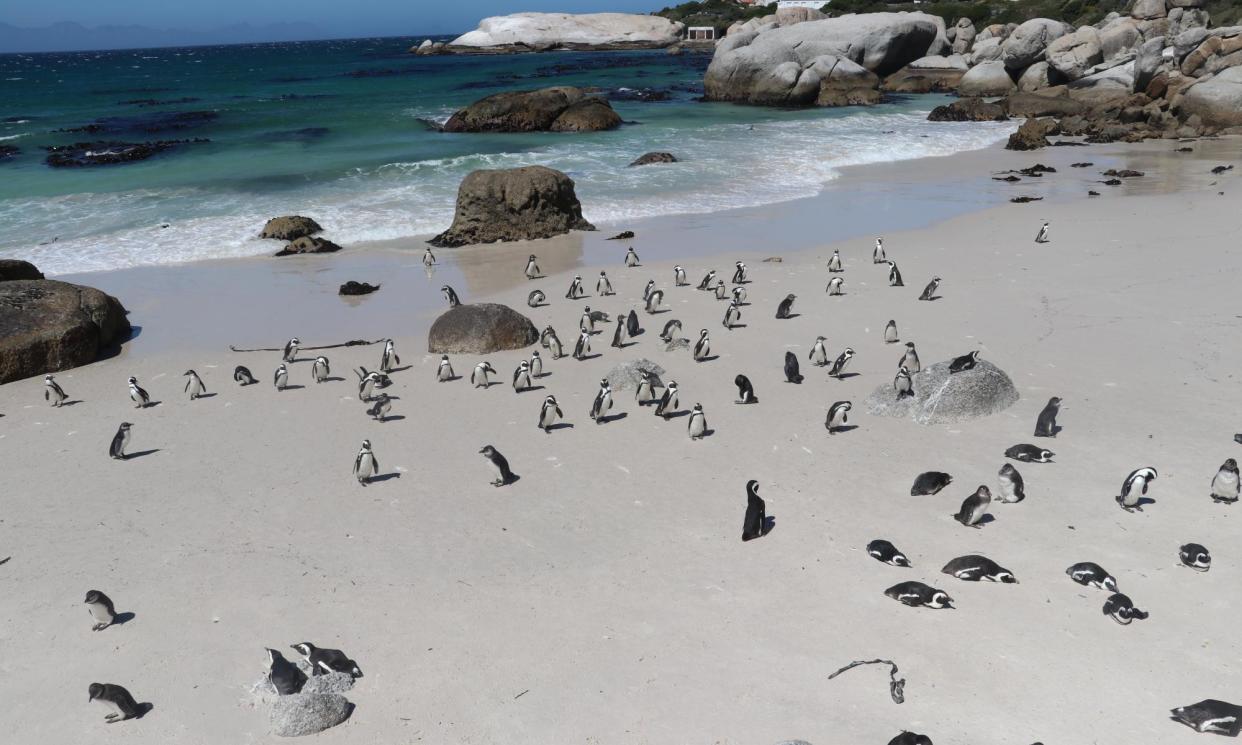 <span>African penguins, seen here on a beach in Cape Town, South Africa, could be extinct by 2035.</span><span>Photograph: Anadolu Agency/Getty Images</span>