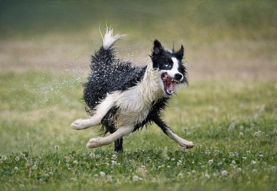 A black and white dog running outside joyfully.