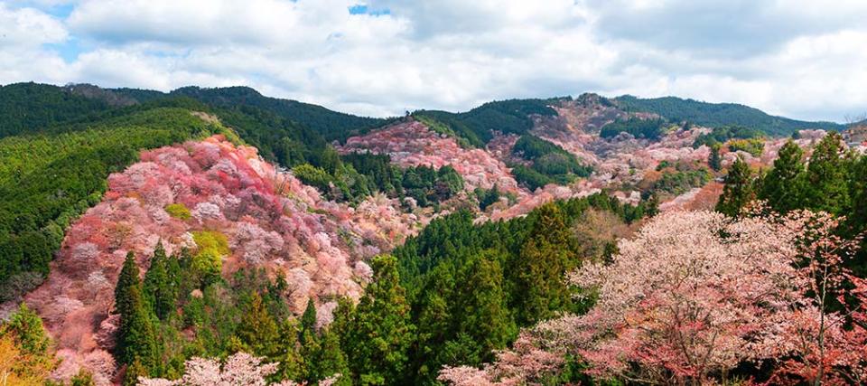 吉野山（Image Source : Getty Creative）