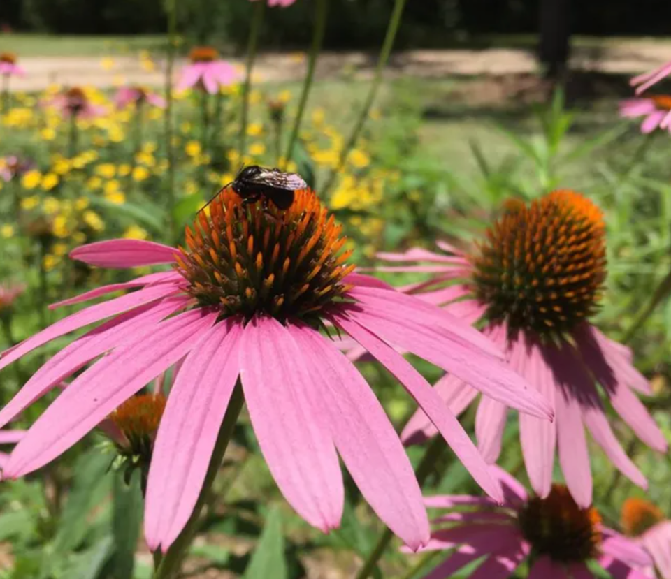 Truly native, Echinacea purpurea, is a key species for pollinators.