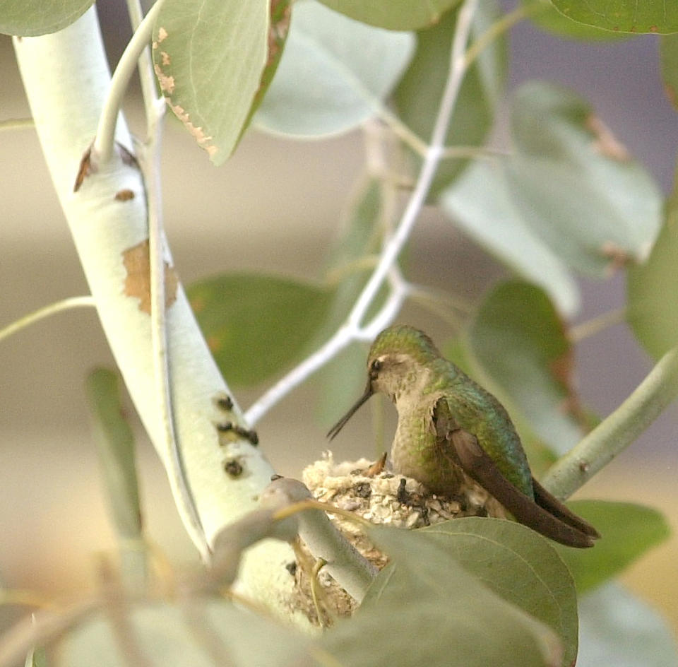 This Feb. 2003 photo shows a mother Anna’s hummingbird caring for it's nest in Los Angeles. The smallest bird in the world weighs a tenth of an ounce, has a brain the size of a BB, wobbly legs and enemies like the praying mantis and bull frog. Even so, millions of humans will spend countless hours this spring and summer watching, feeding and worrying about the hummingbirds mating and nesting in their backyards. (AP Photo/Nick Ut)