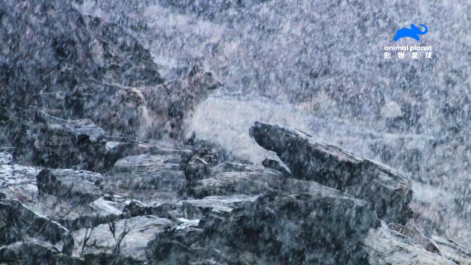 雪豹隱形能力堪稱匿蹤之王。(圖/ 動物星球頻道 提供)