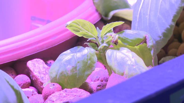 Summerside Makerspace growing greens with aquaponics