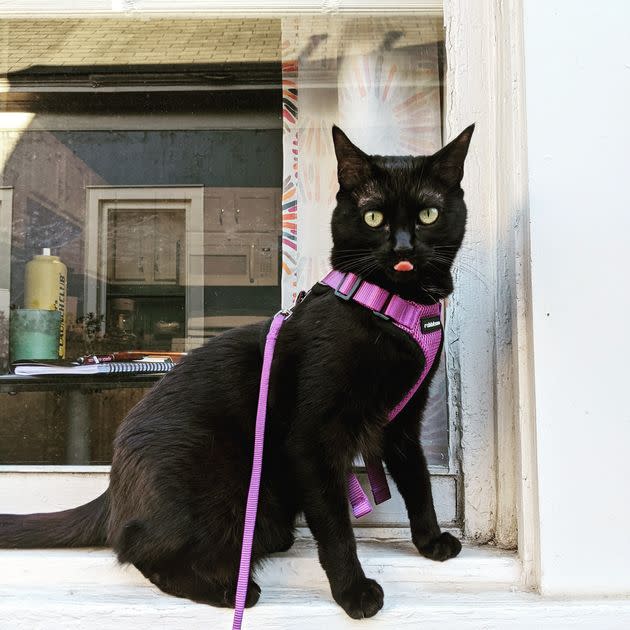 The author's cat, Stella, ready for adventure.