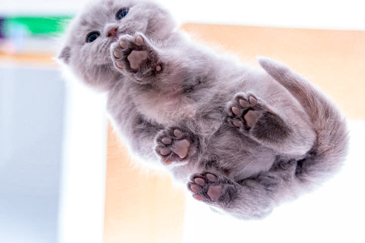 cat feet glass table