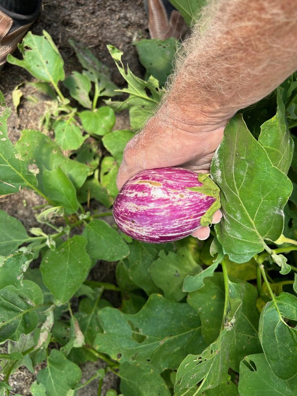 Eggplants such as these wind up on restaurant menus.