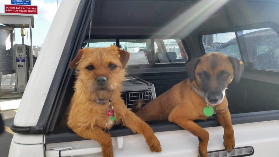 Half-siblings Piri (left) and Pai pose for the camera. Their dad, Jack, was also a ratter and conservation dog for more than a decade.