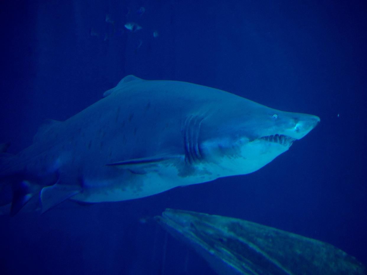 Tiger sharks are second only to the great white in number of attacks on humans: File photo/AFP/Getty