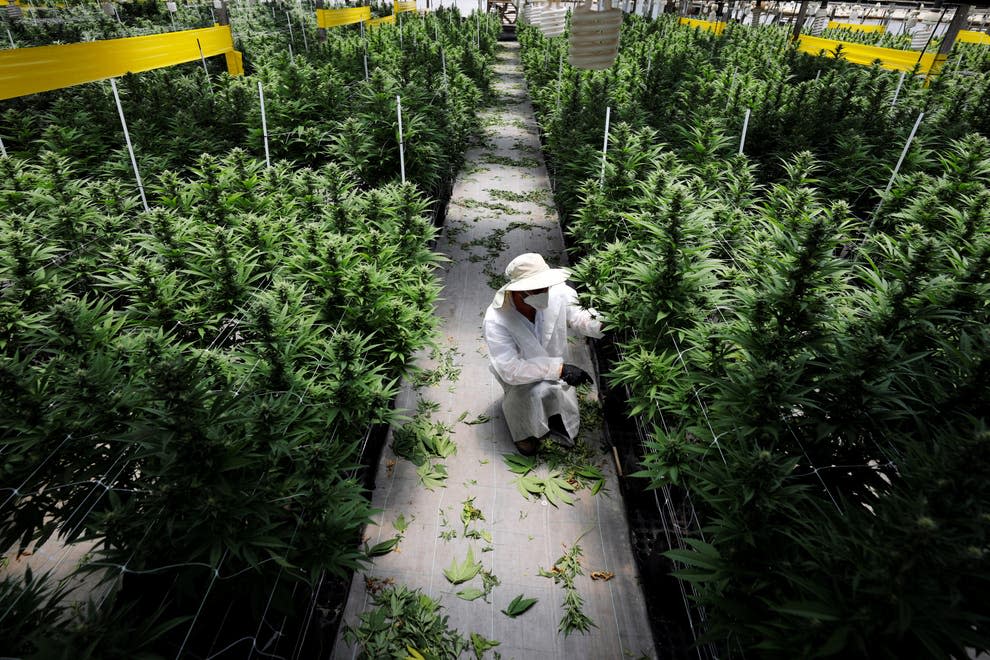 <p>CBD stands for cannabidiol - the non-psychoative compound in cannabis plants - and it can be extracted from plants or created synthetically in a lab </p> (Reuters)