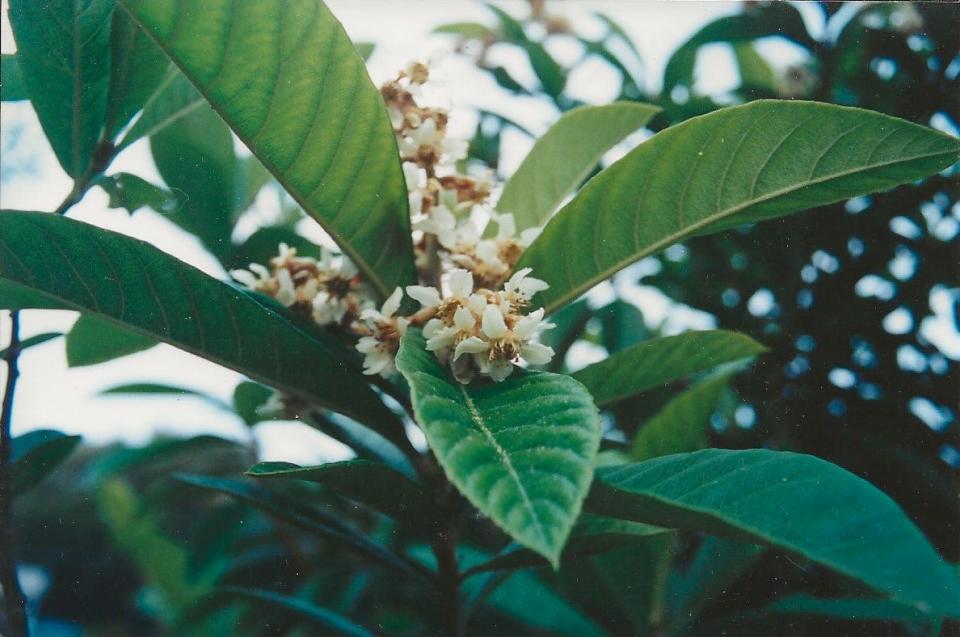 Loquat tree is a cold-hardy, evergreen from China that bears orange fruit from January to April.