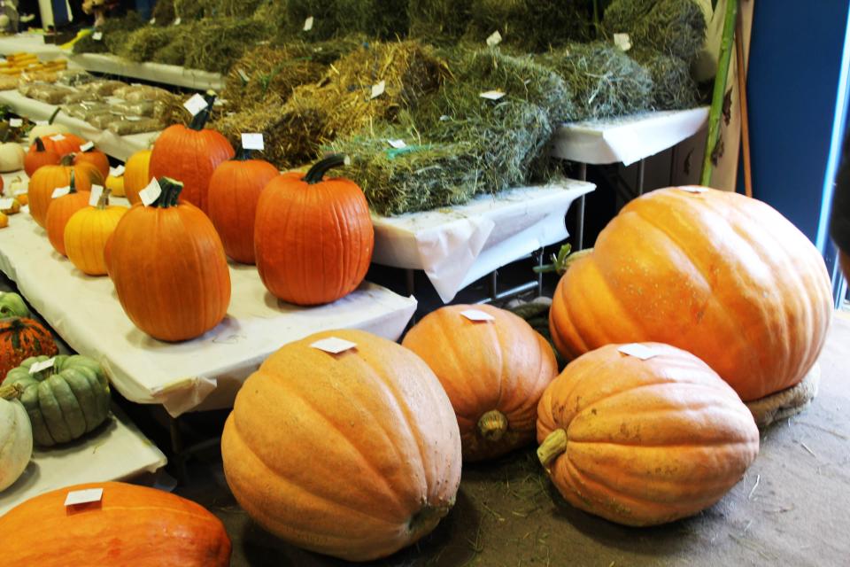 Pumpkins are a big tradition at the Berlin Fair every year. Here, during last year's fair, gardeners brought their harvest out to enter at the fair.