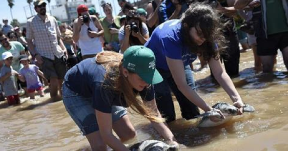 Five green sea turtles released back into sea