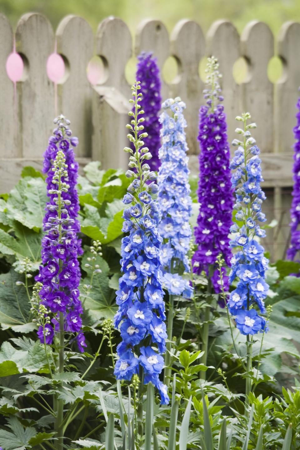 Delphinium cottage garden