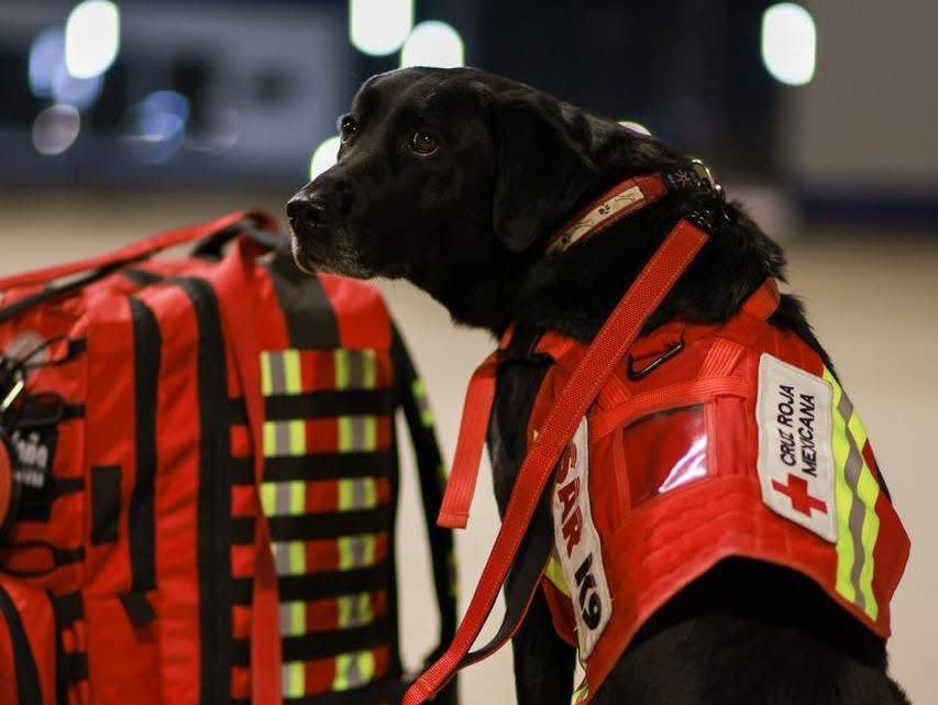 A dog from Mexico ready to fly to Turkey to help locate earthquake survivors.