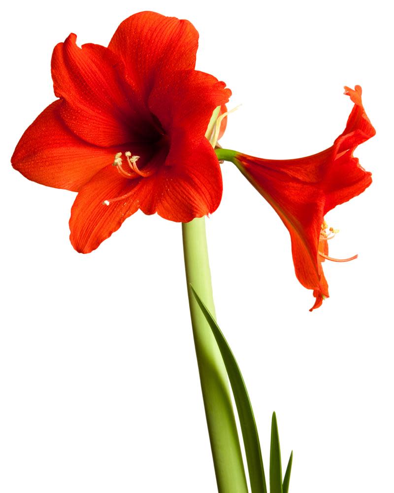 Spectacular amaryllis, combined with a nerine to form the new amarine.
