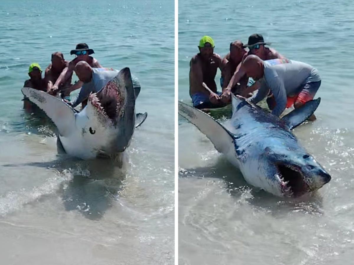 Dramatic video shows a stranded shark thrashing wildly as beachgoers try to save it photo