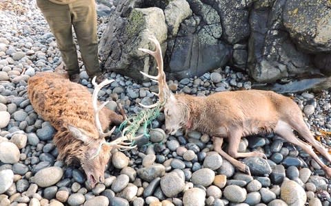 Two deer on the Rum national nature reserve that died after becoming tangled together with rope in their antlers - Credit: SNH