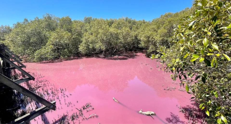 Locals were baffled after Boondall Wetlands turned bright pink. Source: Reddit/mgc0802