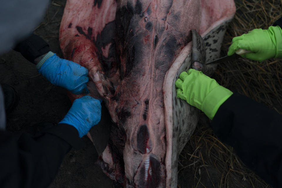 Helen Kakoona, left, and her in-law Dorcas Okpealuk skin a spotted seal by the lagoon in Shishmaref, Alaska, Monday, Oct. 3, 2022. (AP Photo/Jae C. Hong)