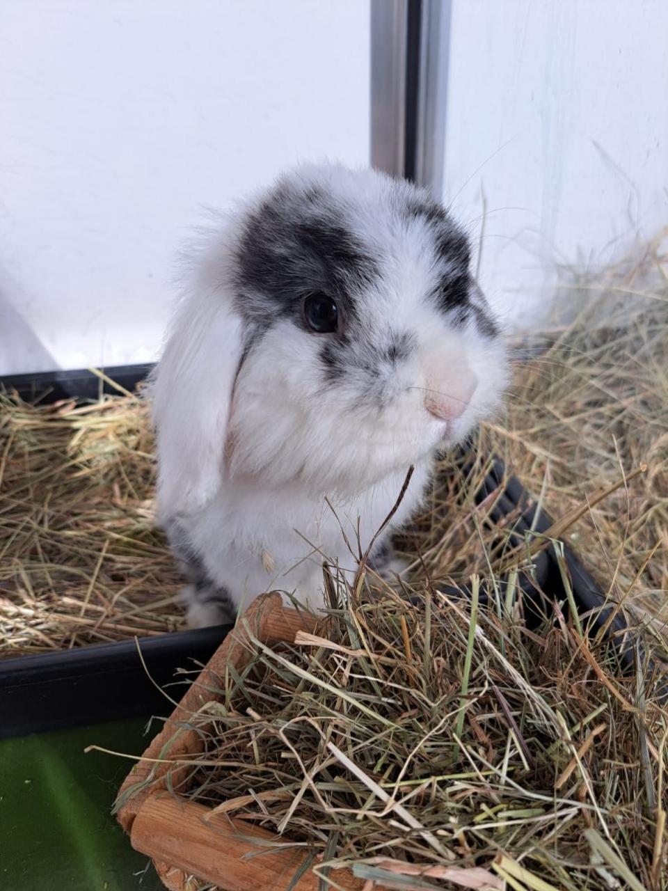 Cambs Times: The RSPCA is appealing for information after three rabbits - Melanie, Miffy and Speedy - were left