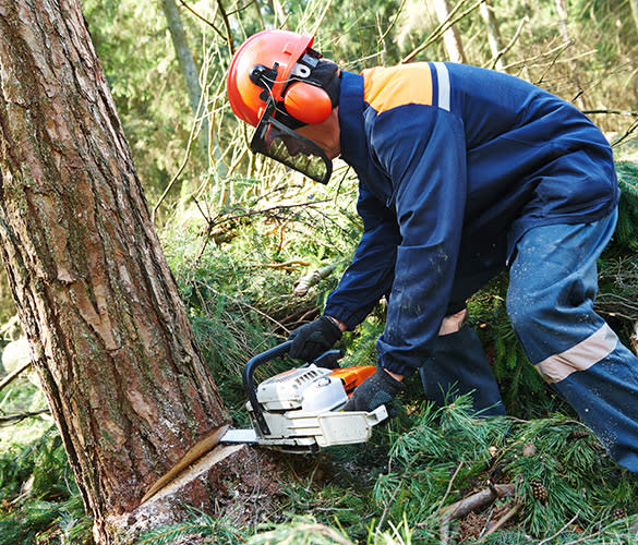 Tree Service Experts Lexington Introduces New Pruning Techniques to