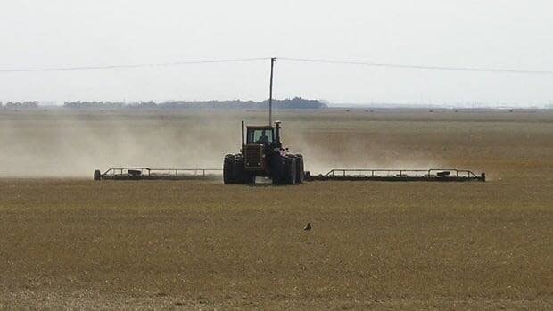 As of July 27, less than 20 per cent of all crops in Alberta are considered in good to excellent condition. (Paul Dornstauder/CBC - image credit)